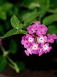 Lantana Camara Lavender 