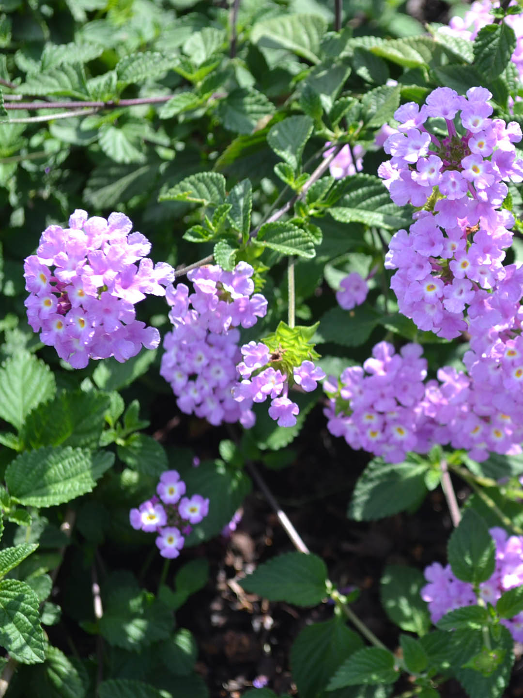 Lantana Camara Lavender 