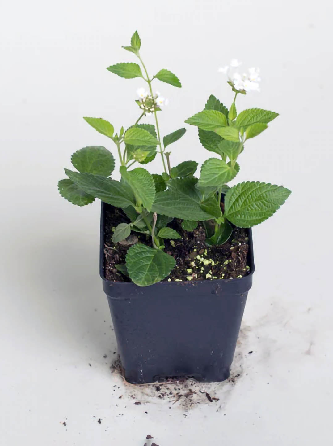 Lantana Camara White Plant or Verbenaceae with Green coloured leaves and White coloured flower 