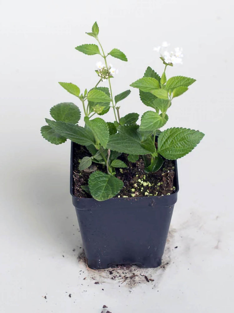 Lantana Camara White Plant or Verbenaceae with Green coloured leaves and White coloured flower 