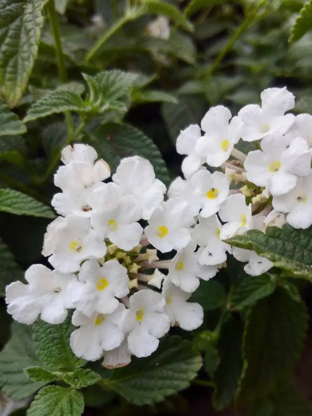 Lantana Camara White 
