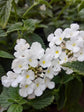 Lantana Camara White 