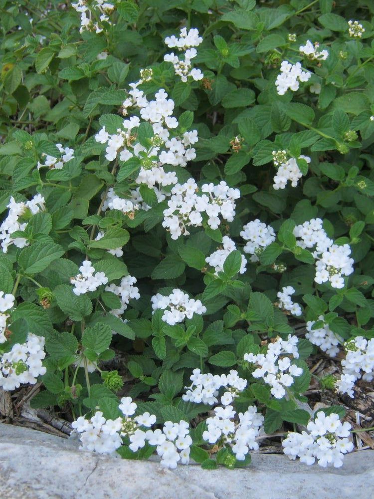 Lantana Camara White 