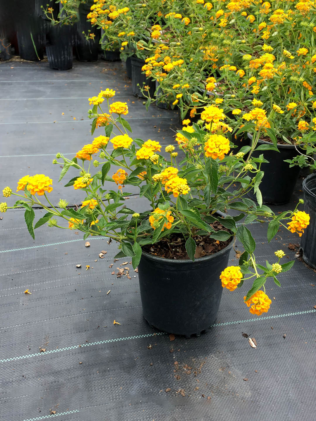 Lantana Camara Yellow Plant or Verbenaceae with Green coloured leaves and Yellow coloured flower 