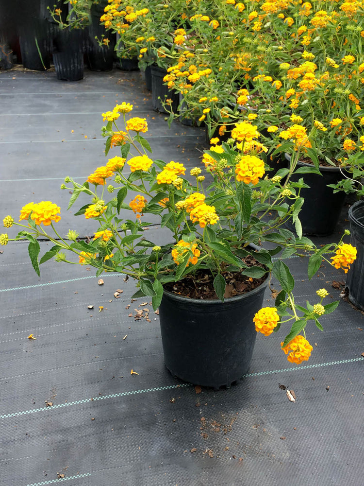 Lantana Camara Yellow Plant or Verbenaceae with Green coloured leaves and Yellow coloured flower 