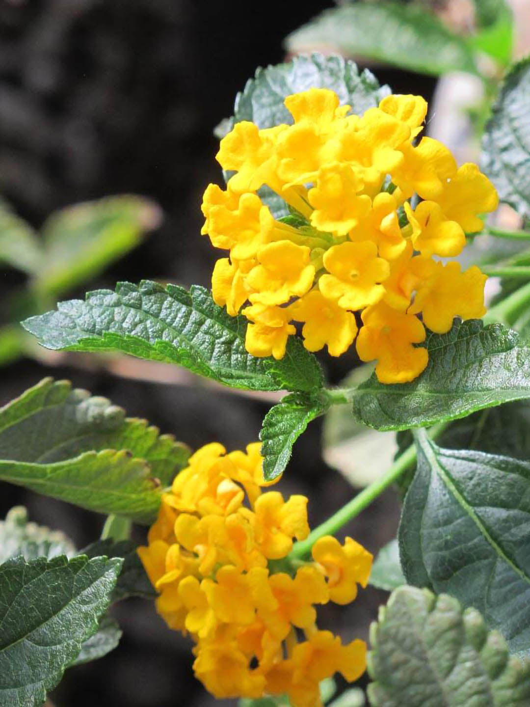 Lantana Camara Yellow 