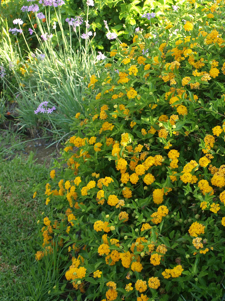 Lantana Camara Yellow 