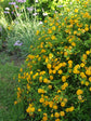 Lantana Camara Yellow 