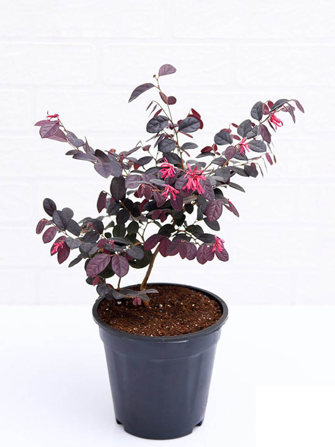 Loropetalum Chinense Var Rubrum Plant or Chinese Fringe flower with Rich Purple coloured leaves and Pink coloured flower 