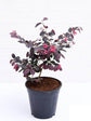 Loropetalum Chinense Var Rubrum Plant or Chinese Fringe flower with Rich Purple coloured leaves and Pink coloured flower 