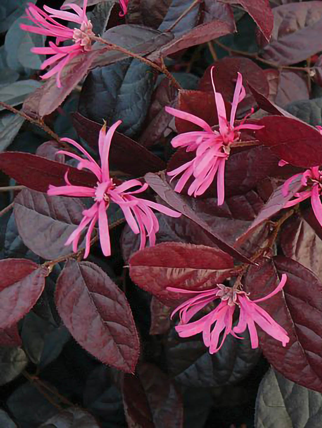 Loropetalum Chinense Var Rubrum