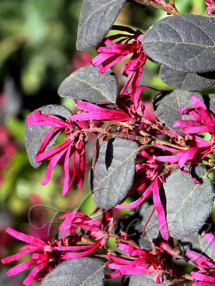 Loropetalum Chinense Var Rubrum
