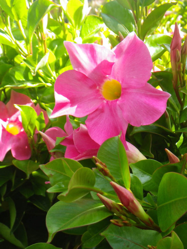Mandevilla Pink Plant or Rocktrumpet with Green coloured leaves and Pink coloured flower 