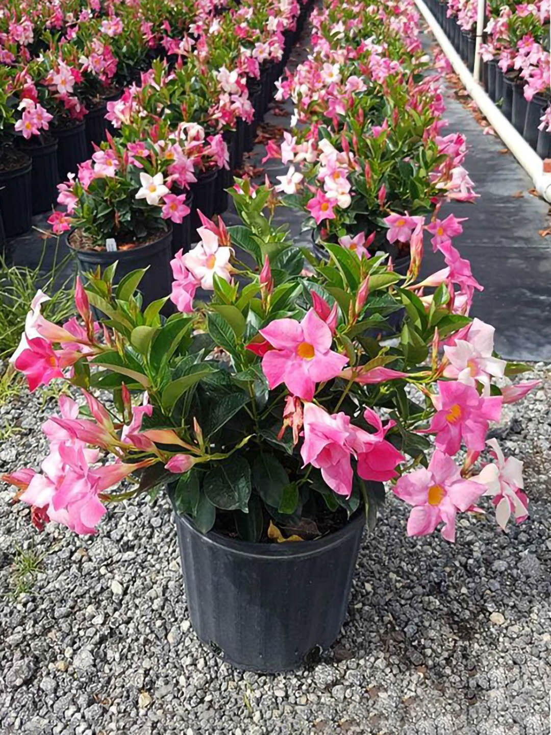 Mandevilla Pink