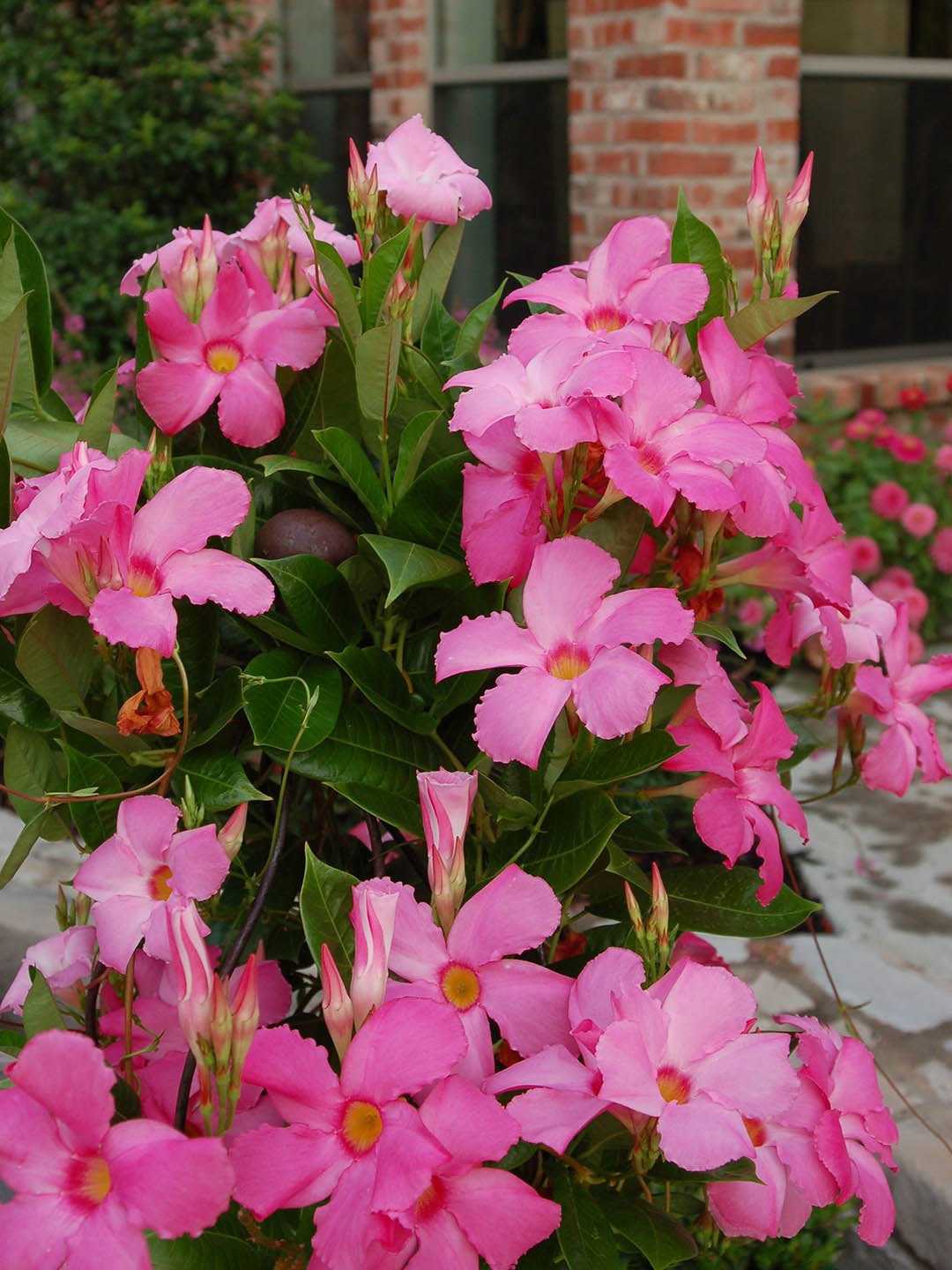 Mandevilla Pink