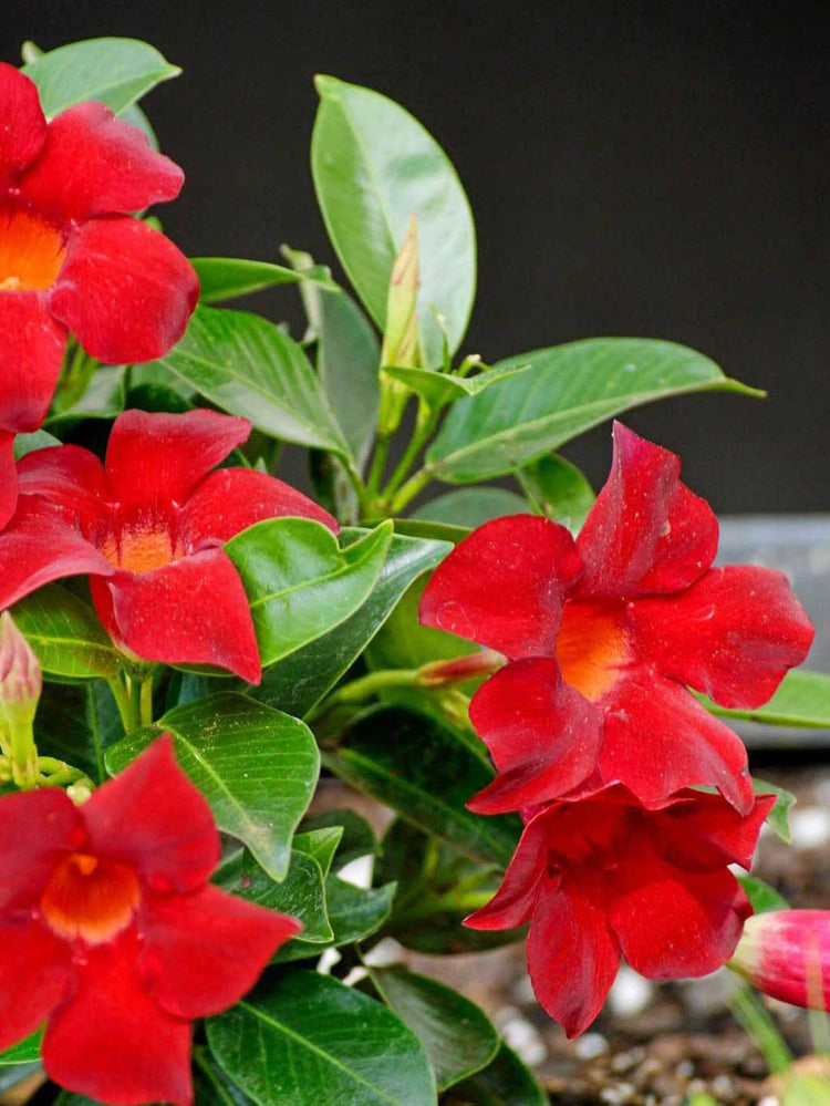 Mandevilla Red Plant or Rock trumpet with Green coloured leaves and Red coloured flower 