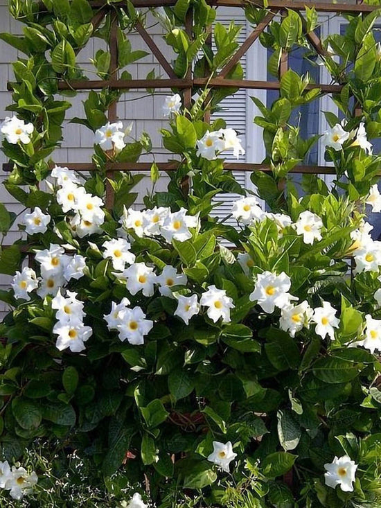 Mandevilla White Plant or Rock trumpet with Green coloured leaves and White coloured flower 