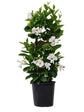 Mandevilla White