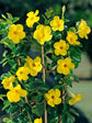 Mandevilla Yellow Plant or Rock trumpet with Green coloured leaves and Yellow coloured flower 