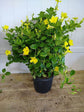 Mandevilla Yellow