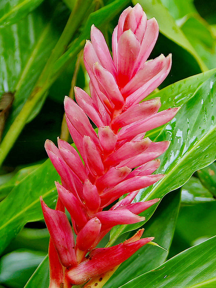 Alpinia Purpurata Plant or Shell Ginger with Green coloured leaves and Red coloured flower 