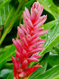 Alpinia Purpurata Plant or Shell Ginger with Green coloured leaves and Red coloured flower 
