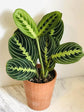 Maranta Leuconeura Plant or Red Prayer Plant with Red or Frost Green Veins on Green coloured leaves and Violet coloured flower 