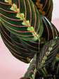 Maranta Leuconeura
