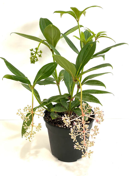 Medinilla Cummingii Plant or Chandelier Tree, Malaysian Orchid with Green coloured leaves and Light to Dark Pink coloured flower 