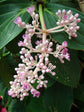 Medinilla Cummingii