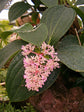 Medinilla Cummingii