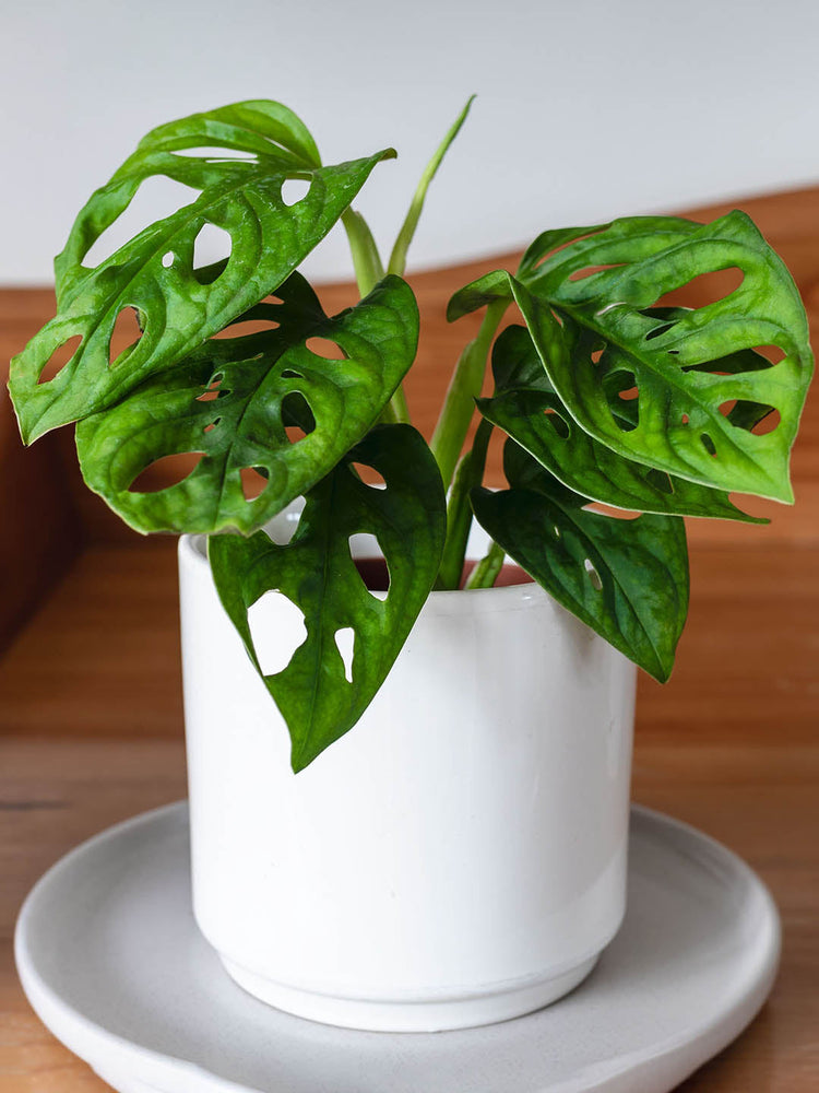 Monstera Adansonii Plant or Swiss cheese plant with Green coloured leaves