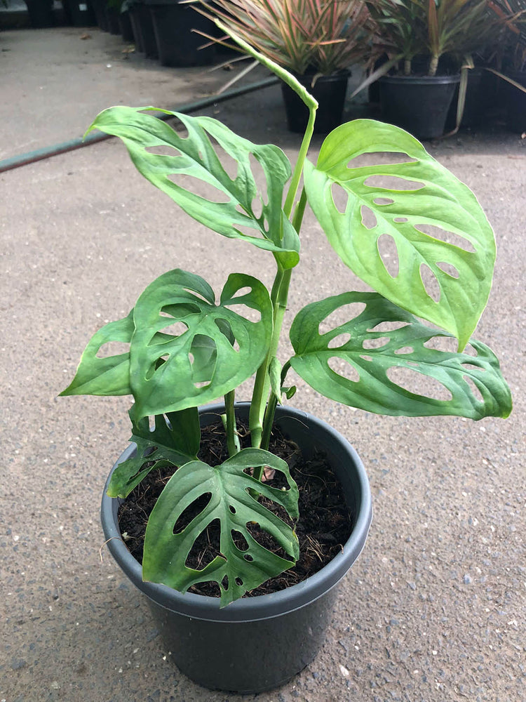 Monstera Adansonii