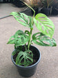 Monstera Adansonii