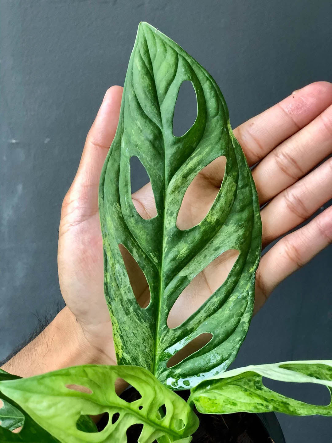 Monstera Adansonii