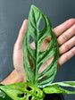 Monstera Adansonii