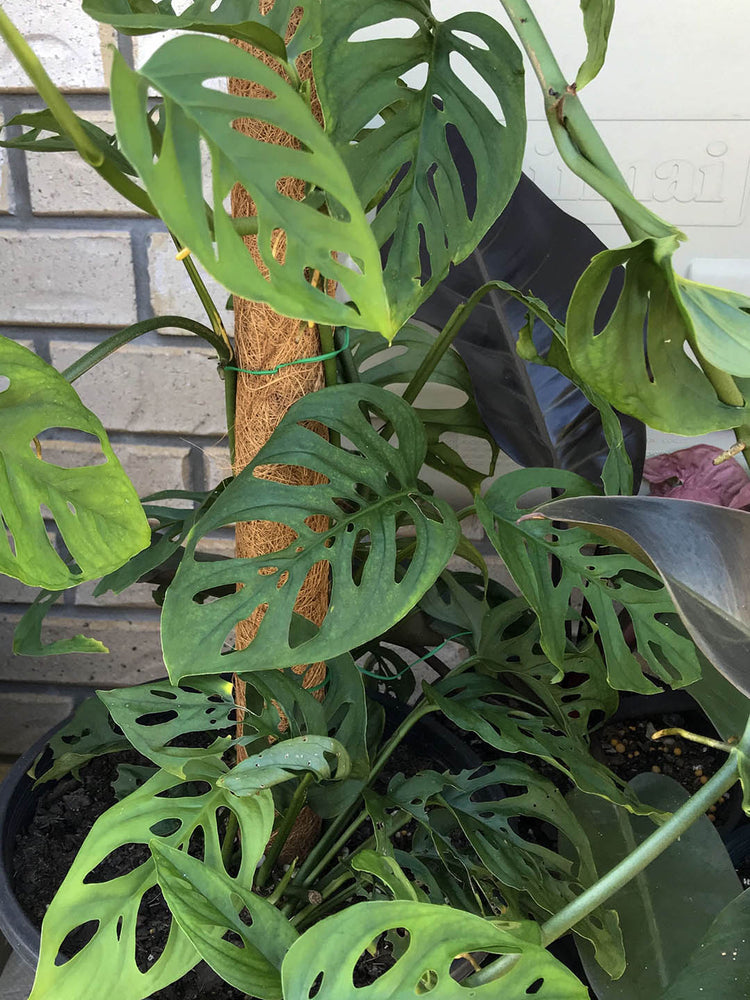 Monstera Adansonii