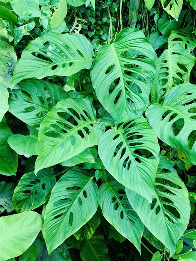 Monstera Adansonii