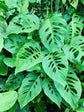 Monstera Adansonii