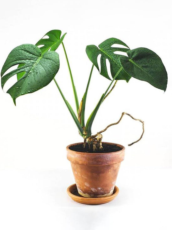 Monstera Borsigiana Plant or Swiss Cheese Plant with Green coloured leaves