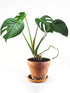 Monstera Borsigiana Plant or Swiss Cheese Plant with Green coloured leaves