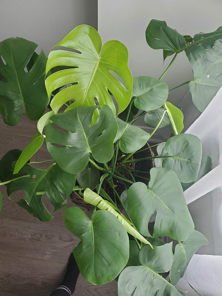 Monstera Borsigiana