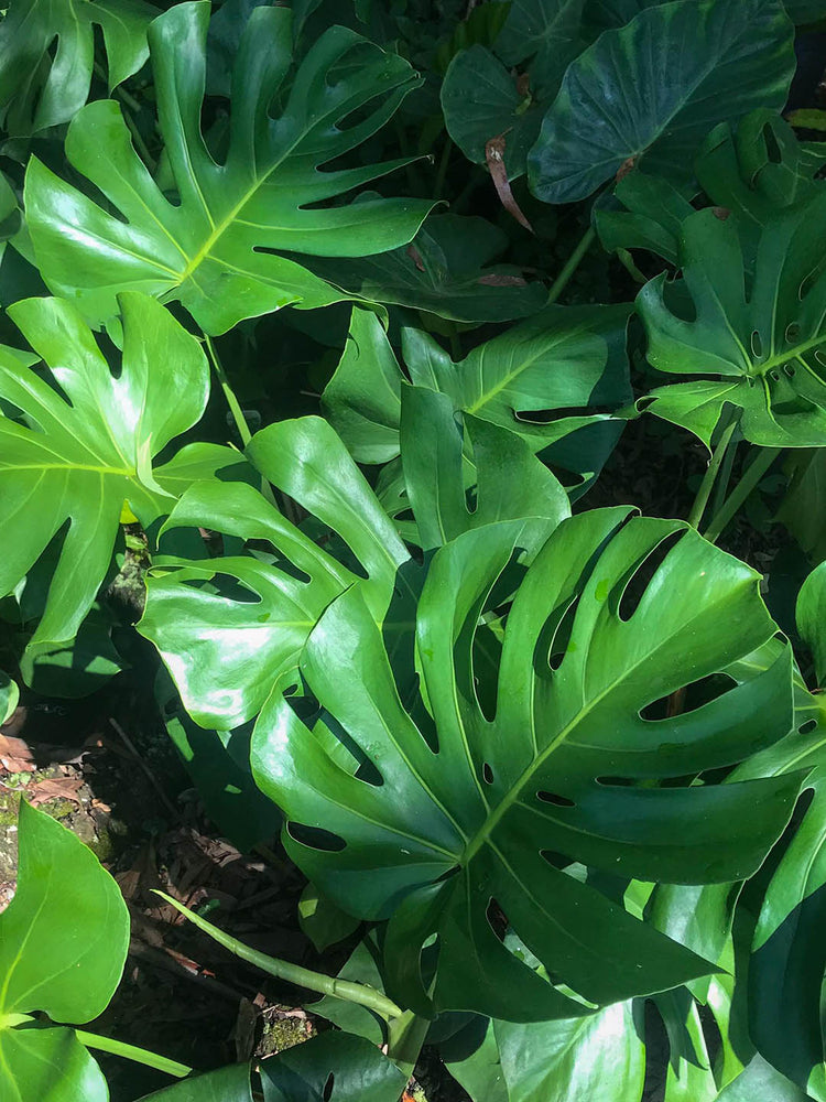 Monstera Varieties