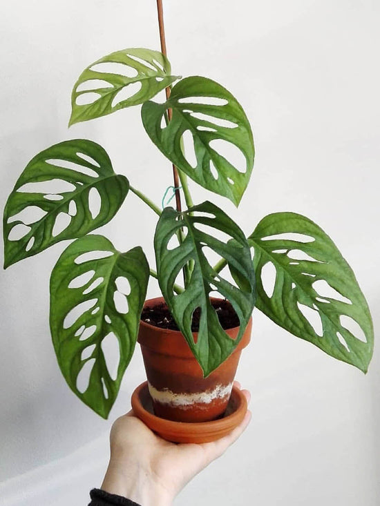 Monstera Esqueleto Epipremnoides Plant or Swiss Cheese Plant with Green coloured leaves