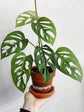 Monstera Esqueleto Epipremnoides Plant or Swiss Cheese Plant with Green coloured leaves