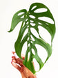 Monstera Esqueleto Epipremnoides