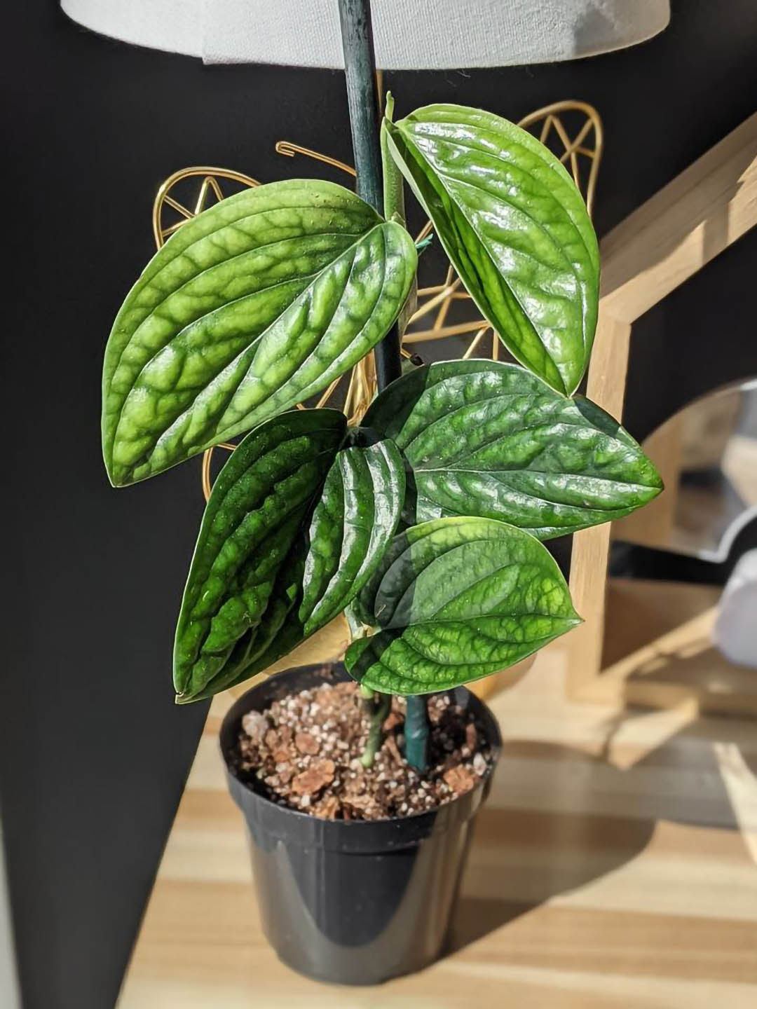 Monstera Peru Green Plant or Monstera Karstenianum with Green coloured leaves