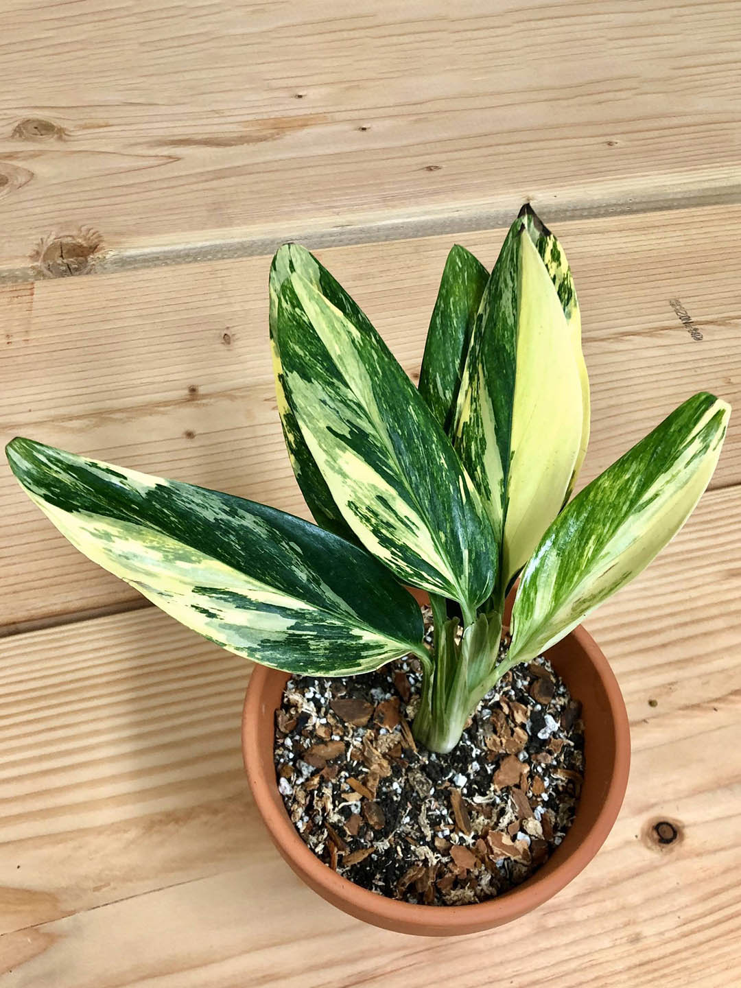 Monstera Standleyana Aurea Variegata Plant or Swiss cheese plant with Green, Yellow coloured leaves
