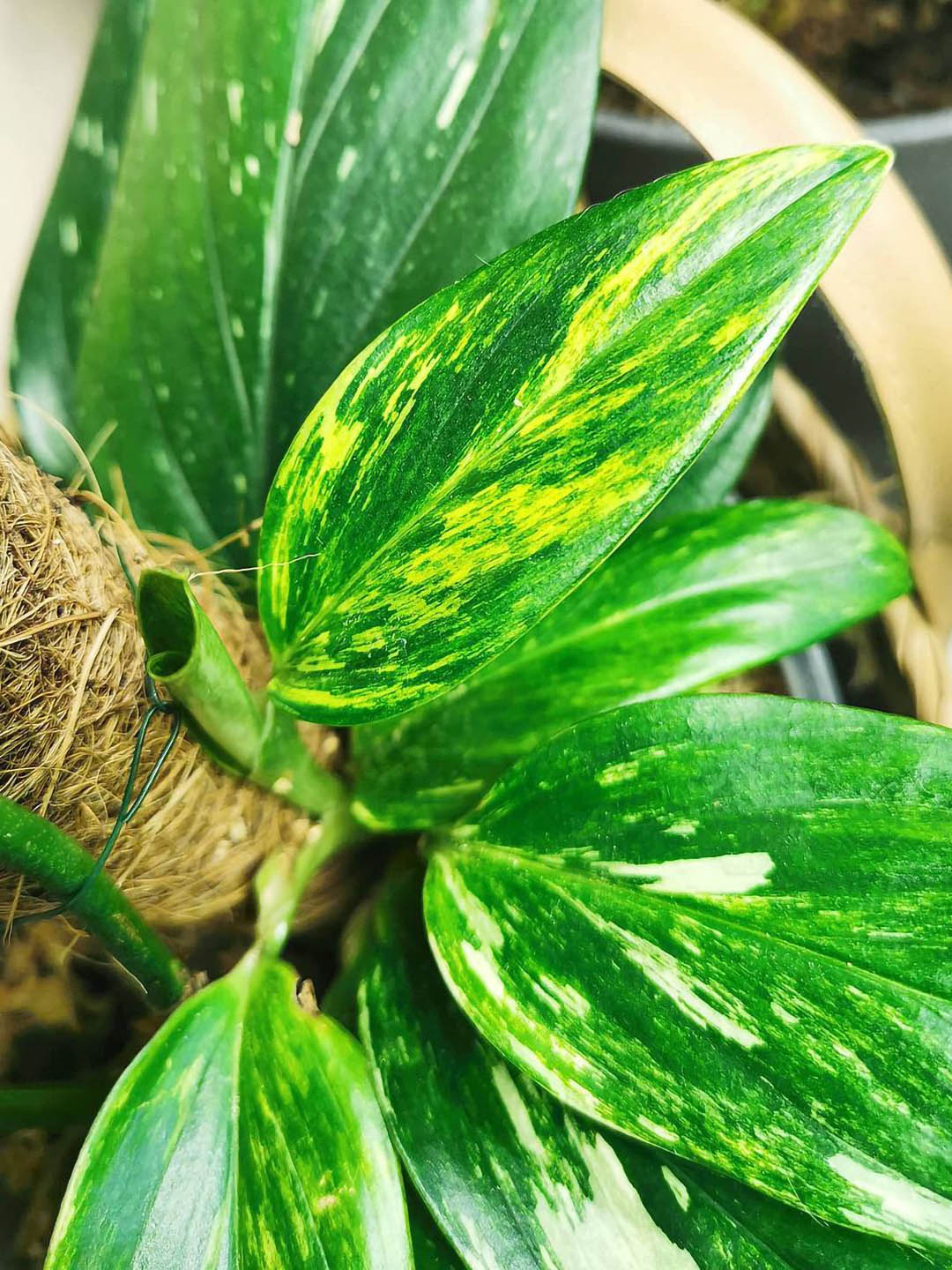 Monstera Standleyana Aurea Variegata