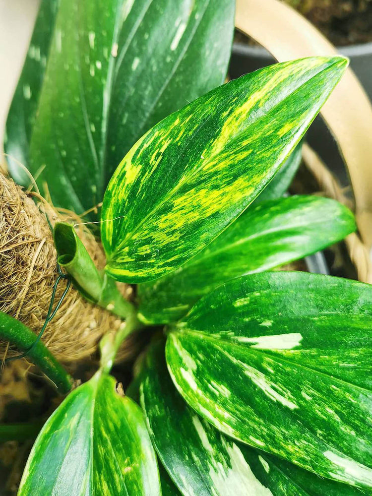 Monstera Standleyana Aurea Variegata